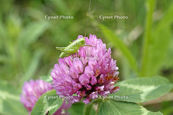 ヤブキリ　幼虫　アカツメクサ訪花　2010.06　長野県 [BAR110004710]