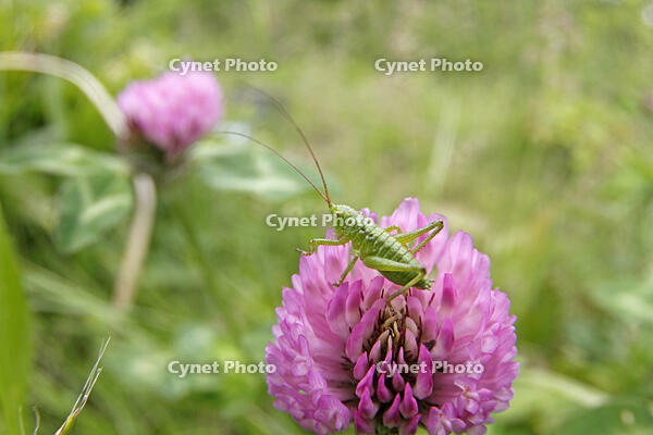 ヤブキリ　幼虫　アカツメクサ訪花　2010.06　長野県 [BAR110004711]