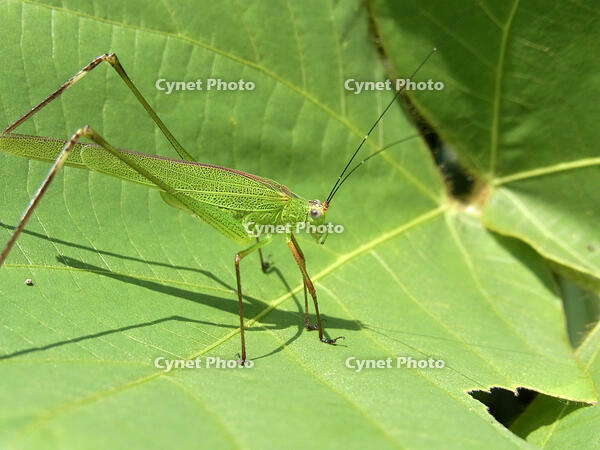 アシグロツユムシ　2010.08　山梨県 [BAR110004714]