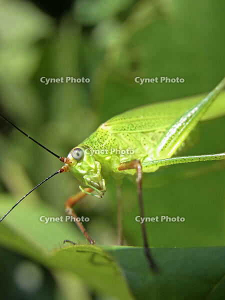 アシグロツユムシ　2010.08　山梨県 [BAR110004715]