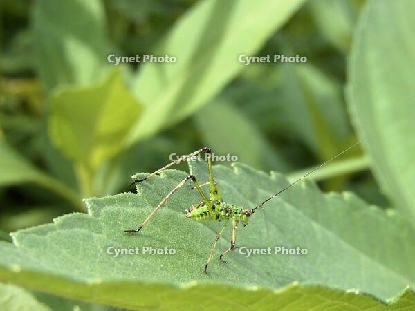 アシグロツユムシ　幼虫　2010.08　山梨県 [BAR110004716]