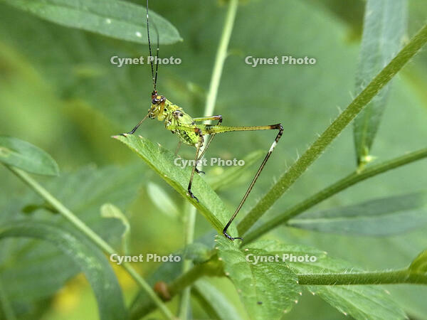 アシグロツユムシ　幼虫　2010.08　山梨県 [BAR110004717]