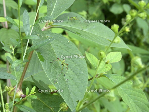 アシグロツユムシ　幼虫　2010.08　山梨県 [BAR110004719]
