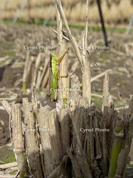 イナゴ　(コバネイナゴ)　イネの切り株に止まる　2010.09　山梨県 [BAR110004723]