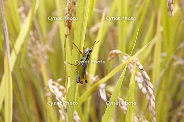 イナゴ（コバネイナゴ）　2010.10　山梨県 [BAR110004724]