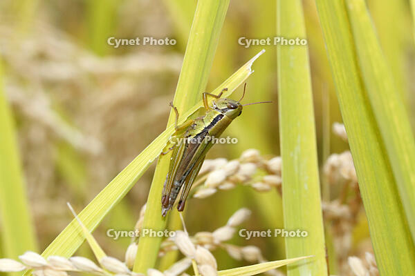 イナゴ（コバネイナゴ）　2010.10　山梨県 [BAR110004725]