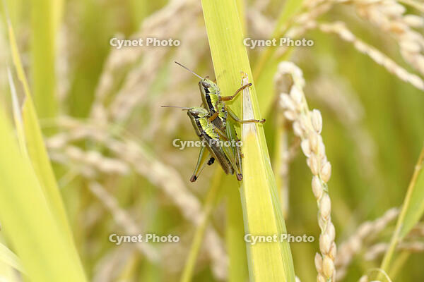 イナゴ（コバネイナゴ）　交尾　2010.10　山梨県 [BAR110004727]