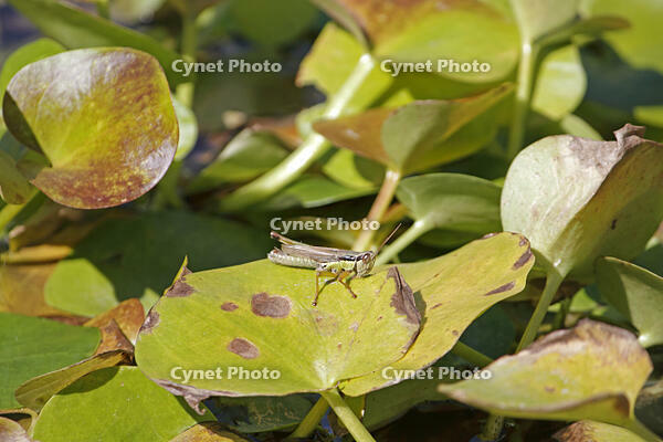 イナゴモドキ　2010.10　山梨県 [BAR110004728]