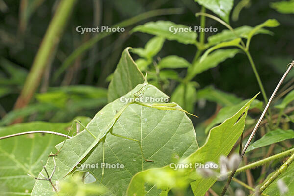 オオカマキリ　2010.08　山梨県 [BAR110004729]