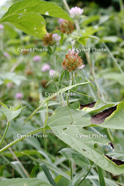 オオカマキリ　幼虫　2010.08　山梨県 [BAR110004730]