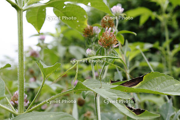 オオカマキリ　幼虫　2010.08　山梨県 [BAR110004731]
