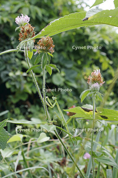 オオカマキリ　幼虫　2010.08　山梨県 [BAR110004732]