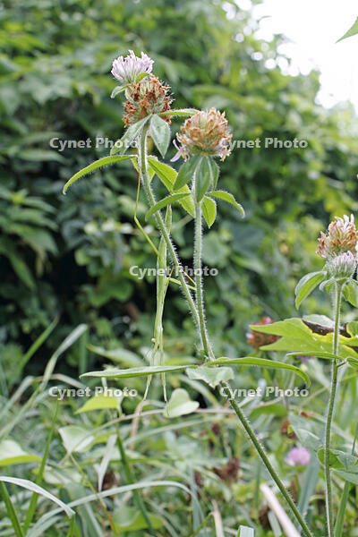 オオカマキリ　幼虫　2010.08　山梨県 [BAR110004733]