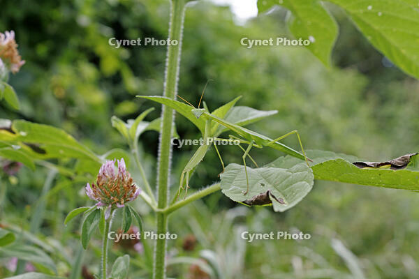 オオカマキリ　幼虫　2010.08　山梨県 [BAR110004734]