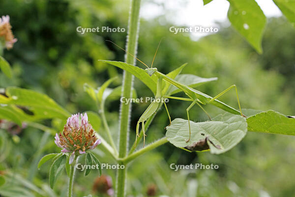 オオカマキリ　幼虫　2010.08　山梨県 [BAR110004735]