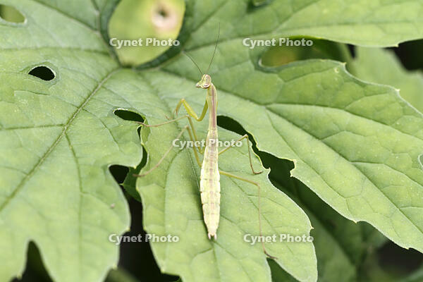 オオカマキリ　幼虫　2010.08　山梨県 [BAR110004736]