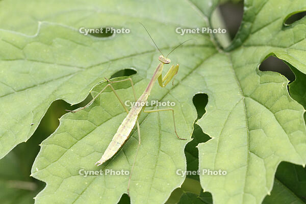 オオカマキリ　幼虫　2010.08　山梨県 [BAR110004737]