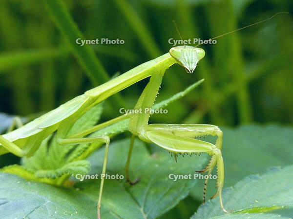 オオカマキリ　幼虫　2010.08　山梨県 [BAR110004739]
