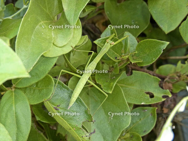 オオカマキリ幼虫　2010.07　山梨県 [BAR110004740]