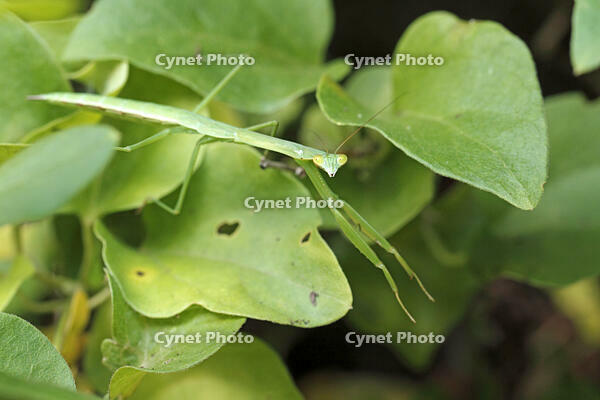 オオカマキリ幼虫　2010.07　山梨県 [BAR110004741]