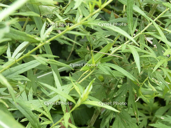 オナガササキリ　♀　2010.08　山梨県 [BAR110004743]