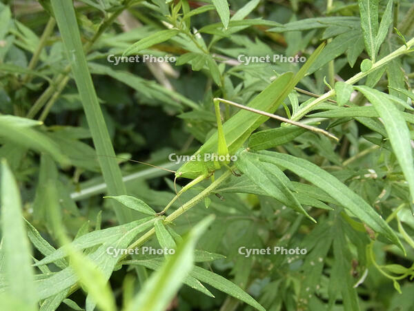 オナガササキリ　♀　2010.08　山梨県 [BAR110004744]