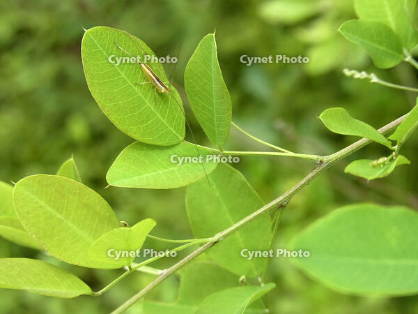 オナガササキリ　幼虫　2010.08　山梨県 [BAR110004746]
