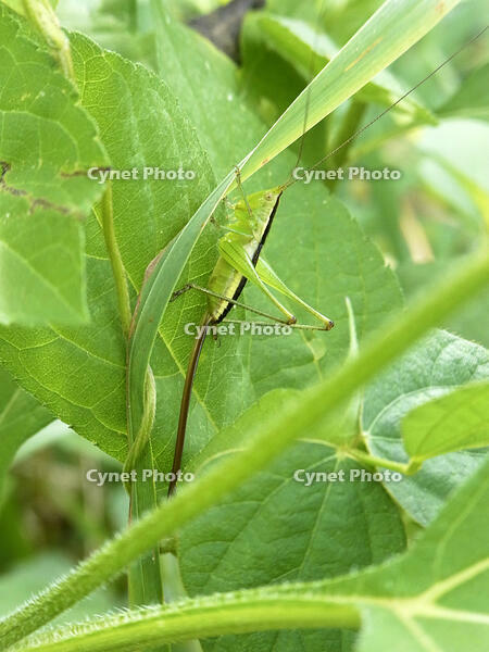 オナガササキリ　幼虫　2010.08　山梨県 [BAR110004747]