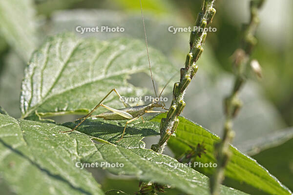 カンタン　イノコズチの穂を食う　コオロギ科　2010.10　山梨県 [BAR110004748]
