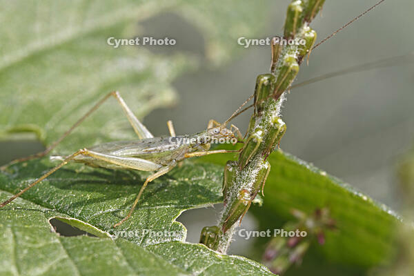 カンタン　イノコズチの穂を食う　コオロギ科　2010.10　山梨県 [BAR110004749]