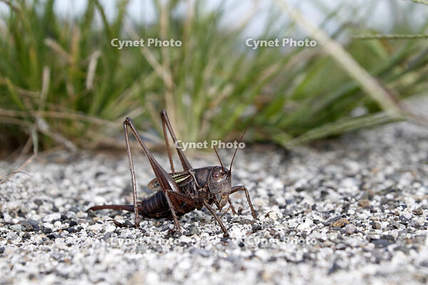 キリギリス　♀　2010.10　山梨県 [BAR110004750]