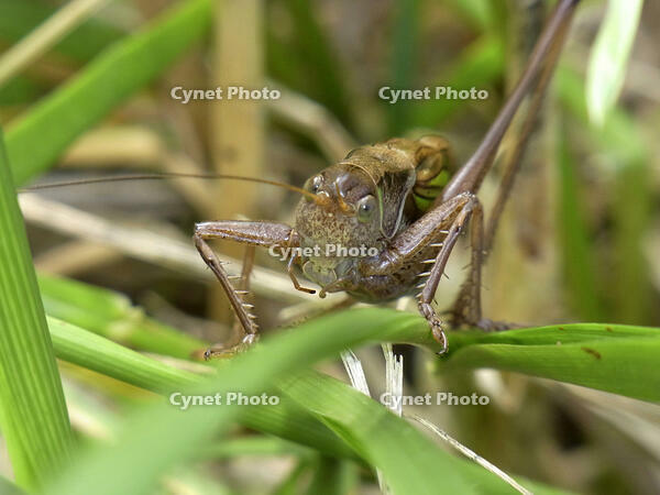キリギリス　2010.08　山梨県 [BAR110004752]