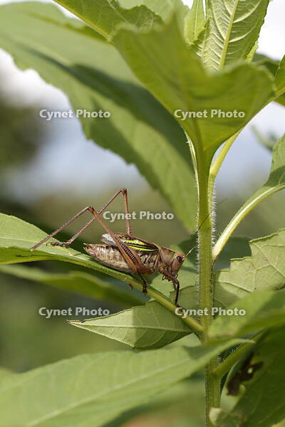 キリギリス　2010.08　山梨県 [BAR110004753]