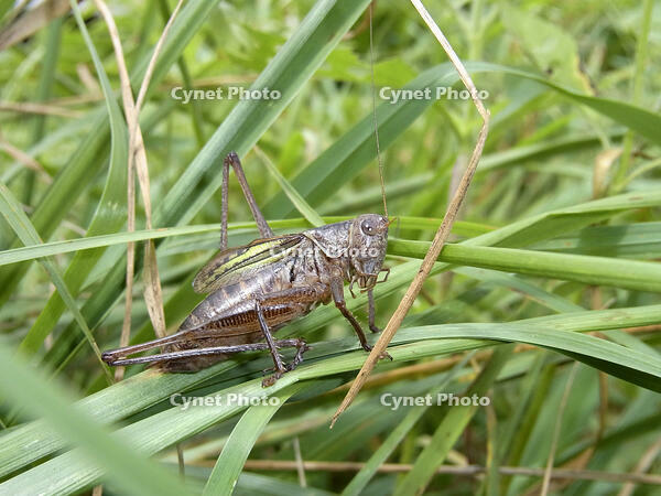 キリギリス　2010.08　山梨県 [BAR110004754]
