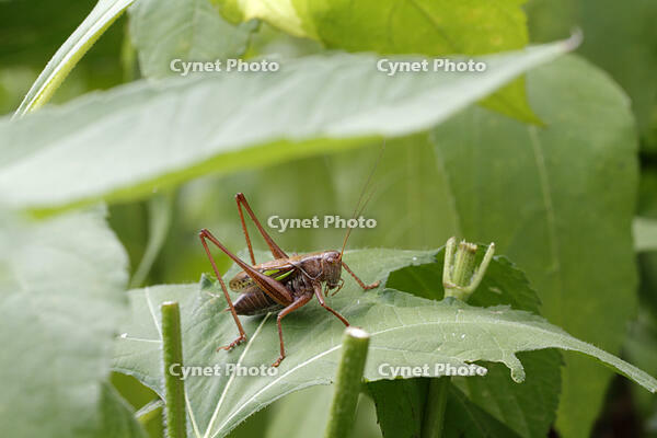 キリギリス　2010.08　山梨県 [BAR110004755]