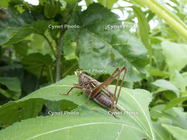 キリギリス　2010.08　山梨県 [BAR110004756]