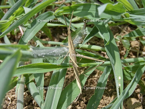 キリギリス　2010.08　山梨県 [BAR110004757]