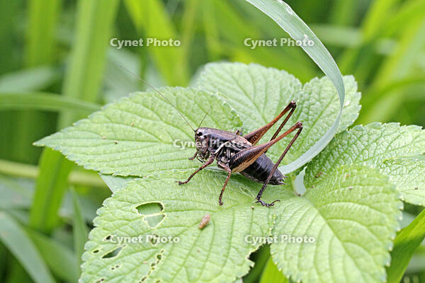キリギリス　2010.08　山梨県 [BAR110004758]