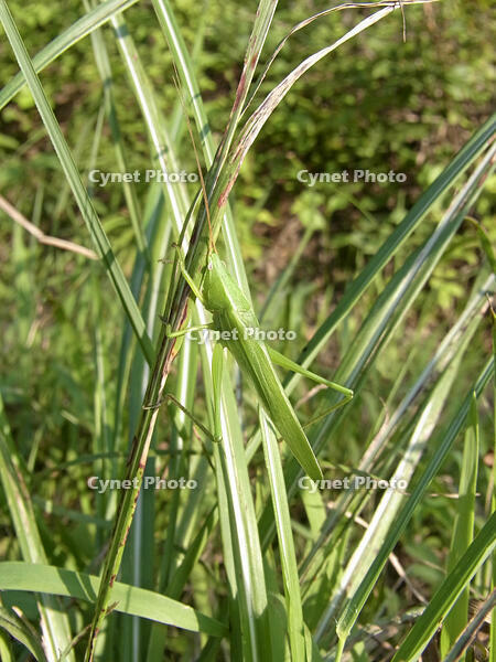 クサキリ　2010.08　山梨県 [BAR110004760]