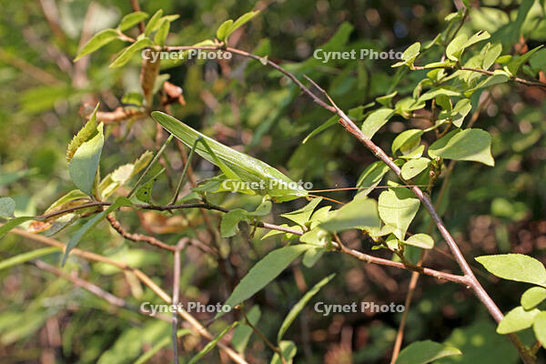 クサキリ　2010.08　山梨県 [BAR110004761]