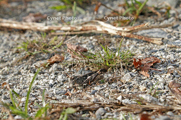 クルマバッタモドキ　2010.10　山梨県 [BAR110004762]