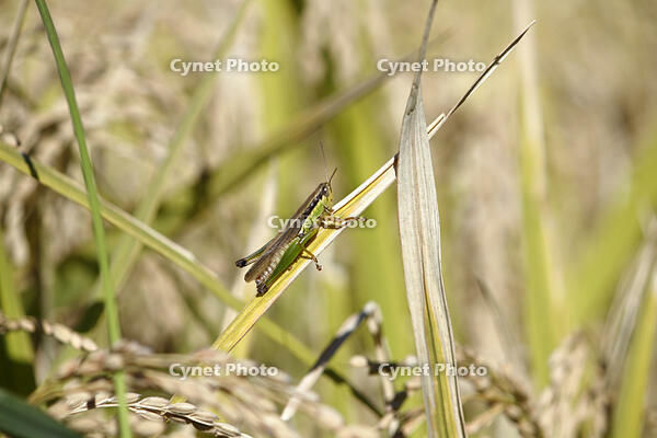 コバネイナゴ　長翅型　2010.10　山梨県 [BAR110004763]