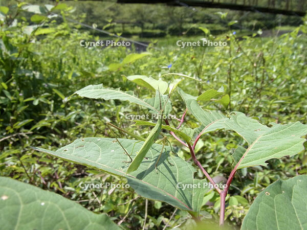 ショウリョウバッタ　♀　2010.08　山梨県 [BAR110004764]