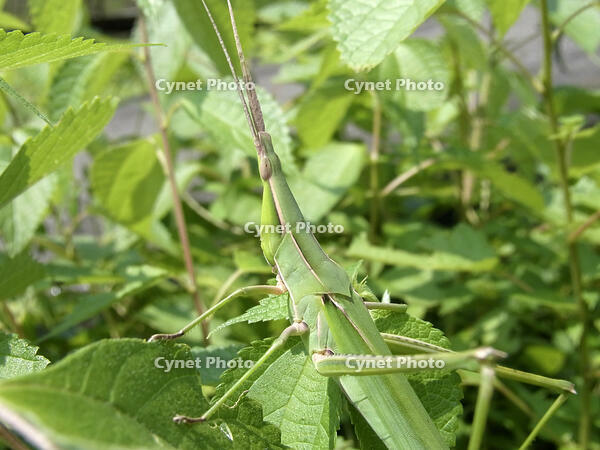 ショウリョウバッタ　♀　2010.08　山梨県 [BAR110004766]