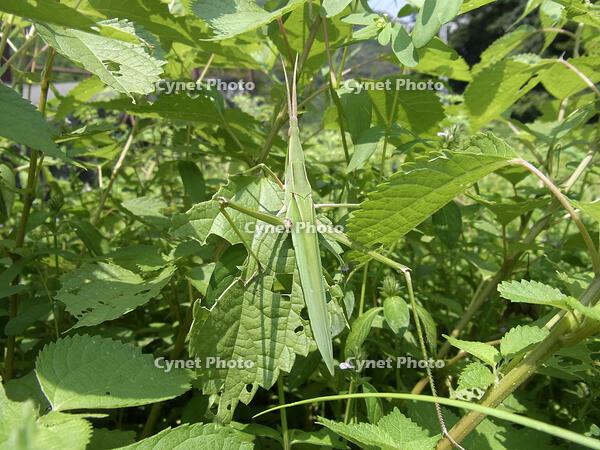 ショウリョウバッタ　♀　2010.08　山梨県 [BAR110004767]