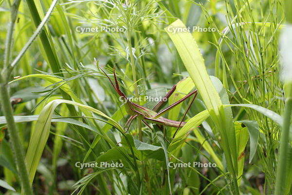 ショウリョウバッタ　褐色型　♀幼虫　2010.08　山梨県 [BAR110004768]