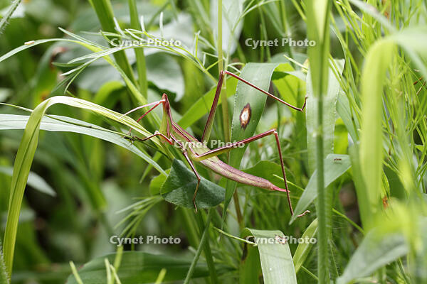 ショウリョウバッタ　幼虫　赤色型　2010.08　山梨県 [BAR110004769]