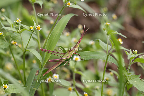 ショウリョウバッタ　幼虫　赤色型　2010.08　山梨県 [BAR110004770]