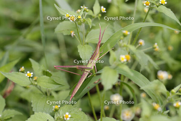 ショウリョウバッタ　幼虫　赤色型　2010.08　山梨県 [BAR110004771]