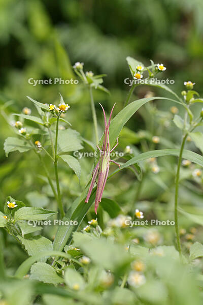 ショウリョウバッタ　幼虫　赤色型　2010.08　山梨県 [BAR110004772]
